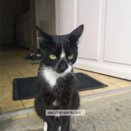 Photo 1/1 Barrack Chat perdu à Domfront en poiraie