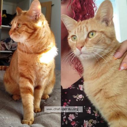 Photo 1/1 Ulysse Chat perdu à Saint pere en retz