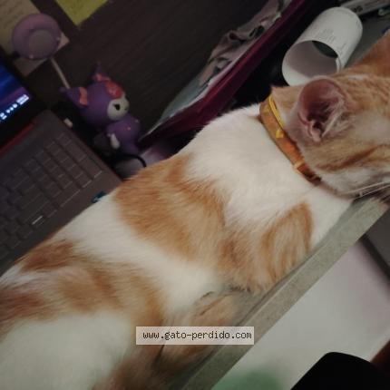 Photo 1/1 Chat trouvé Trouvé à San salvador