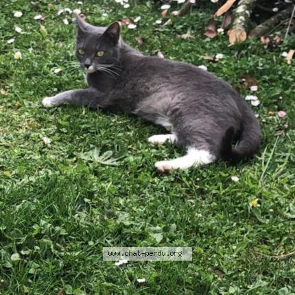 Photo 1/1 Mina Chat perdu à Seynod