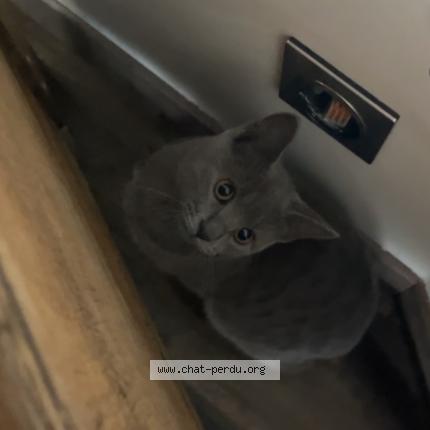 Photo 1/1 Arya Chat perdu à Deols