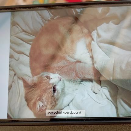 Photo 1/1 Caramel Chat perdu à Beaucroissant