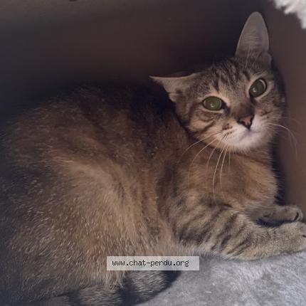 Photo 1/1 Tecna Chat perdu à Massy