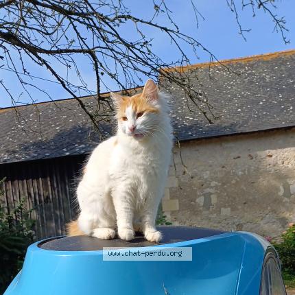 Photo 1/1 Tatli Chat perdu à La menitre