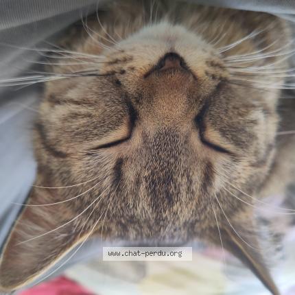 Photo 1/1 Truity Chat perdu à Jamiolle