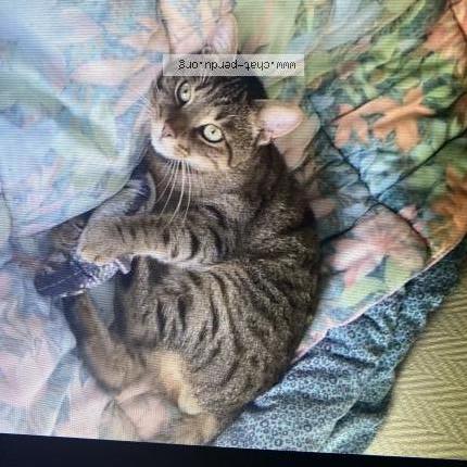 Photo 1/3 Sunna Chat perdu à Villepinte