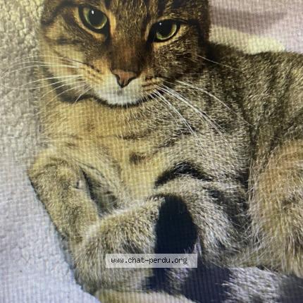 Photo 2/3 Sunna Chat perdu à Villepinte