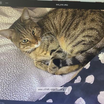 Photo 3/3 Sunna Chat perdu à Villepinte