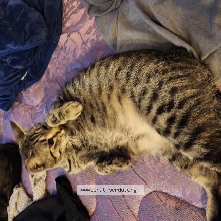 Photo 1/1 Majestée Chat perdu à Quebec