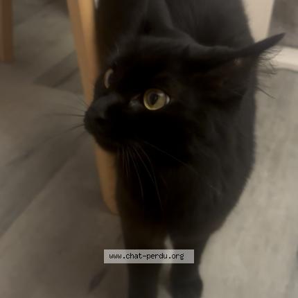 Photo 1/1 Végéta Chat perdu à Toulouse