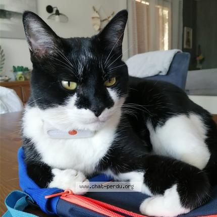 Photo 1/1 Pompon Chat perdu à Digne les bains