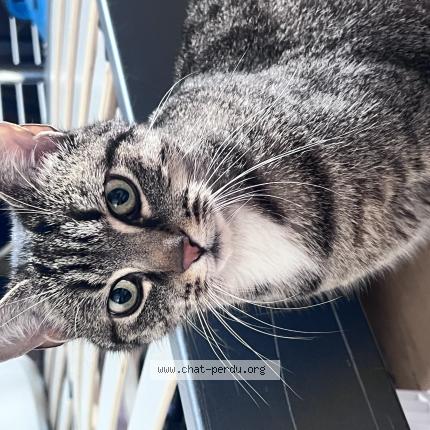 Photo 1/1 Chat retrouvé Trouvé à Nantes