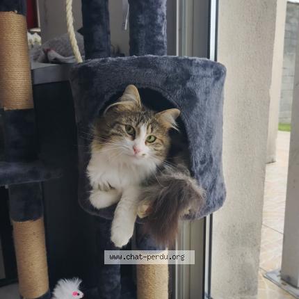 Photo 1/1 Sisi Chat perdu à Andilly