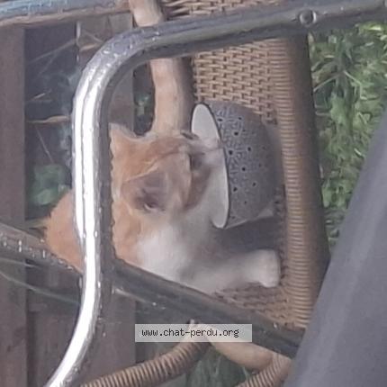 Photo 1/1 Chat retrouvé Trouvé à Aureilhan