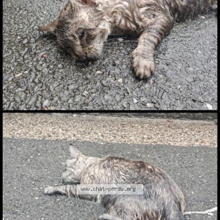 Photo 1/1 Chat trouvé Trouvé à Bordeaux