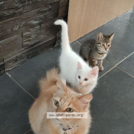 Photo 1/1 Rubis Chat perdu à Baboeuf