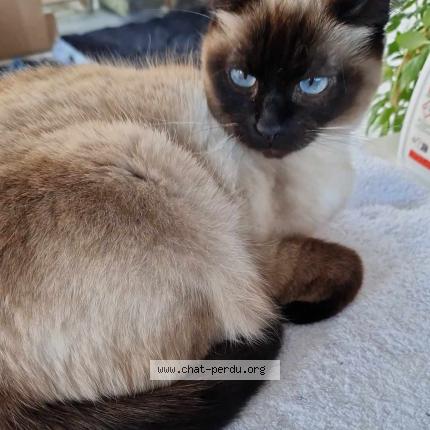 Photo 1/1 Nao Chat perdu à Josselin