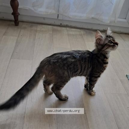 Photo 1/1 Abysse Chat perdu à Saint germain de princay