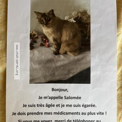 Photo 1/1 Salomée Chat perdu à St hilaire de riez