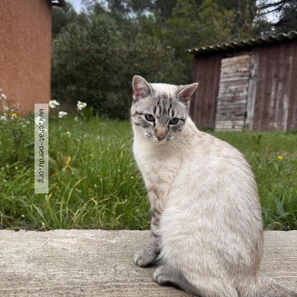 Photo 1/1 Neige Chat perdu à Milhaud