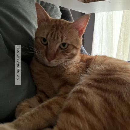 Photo 1/1 Caramel Chat perdu à Tonnay charente