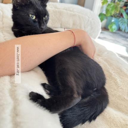 Photo 1/1 Chat trouvé Trouvé à Dorchester