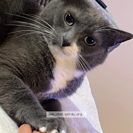 Photo 1/1 Chat retrouvé Perdu à Terres de bord