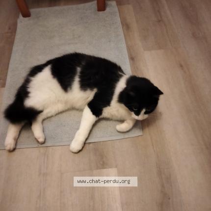 Photo 1/1 Sam Chat perdu à Pluneret