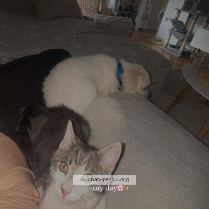 Photo 1/1 Noopy Chat perdu à Moutier