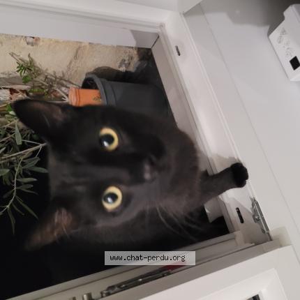 Photo 1/1 Chat trouvé Trouvé à Bordeaux