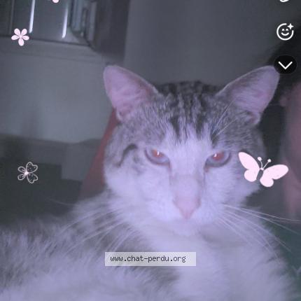 Photo 1/1 Cesard Chat perdu à Beaucourt