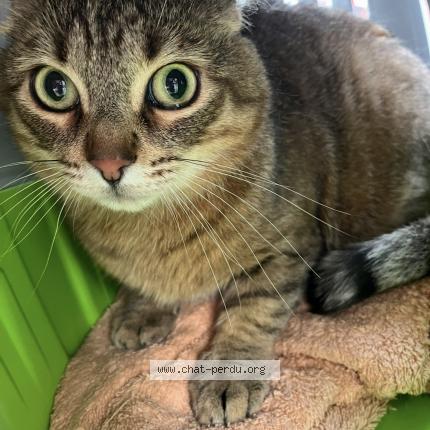 Photo 1/1 uzul Chat perdu à Grenoble