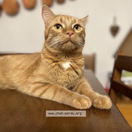 Photo 1/1 Squinabol Chat perdu à Sannois