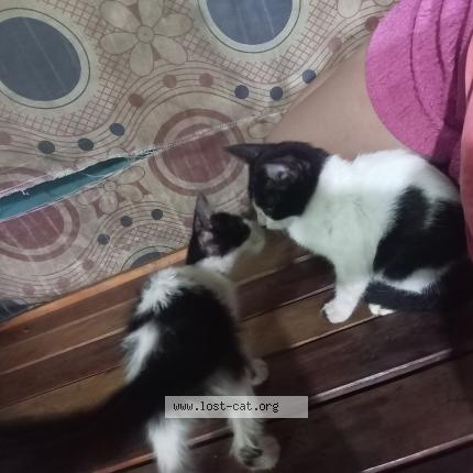 Photo 1/1 panda yuki Chat perdu à Phase1 bagong silangcaloocancity