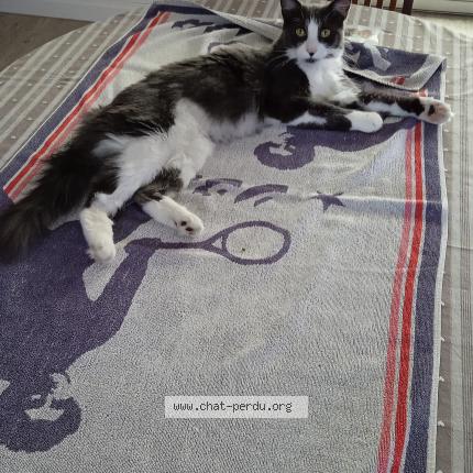 Photo de chat perdu à Liverdun