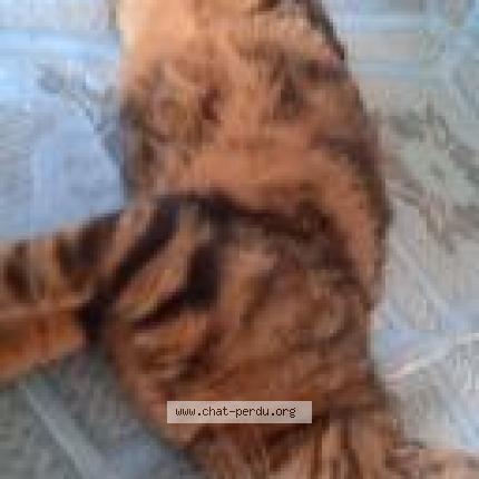 Photo 1/1 salsa Chat perdu à Aze