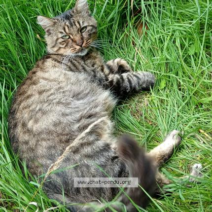 Photo 2/3 Chat trouvé Trouvé à Val d anast