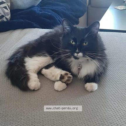 Photo 1/1 Fluffy Chat perdu à Terrebonne