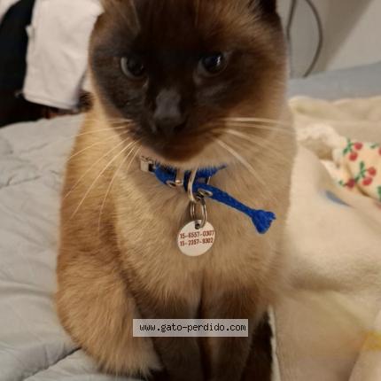 Photo 1/1 Momo Chat perdu à Caba