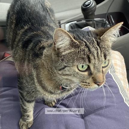 Photo 1/1 Titoune Chat perdu à Saint andre des eaux