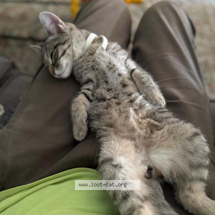 Photo 1/1 Figaro Chat perdu à Richland