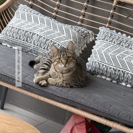 Photo 1/1 SIMBA Chat perdu à Domene