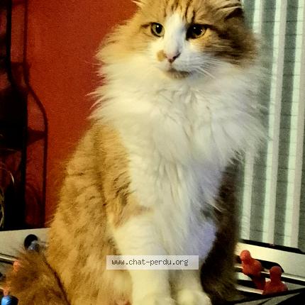 Photo 1/1 Pipo Chat perdu à La cabanasse