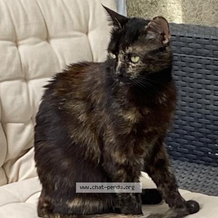 Photo 1/1 Isis Chat perdu à Juvignac