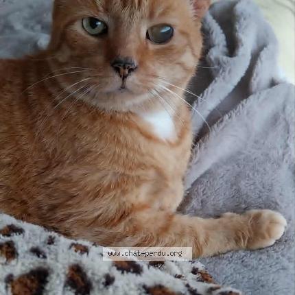 Photo 1/1 Gaston Chat perdu à Roubaix