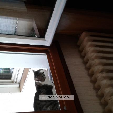 Photo 1/1 Chat trouvé Trouvé à Toulouse