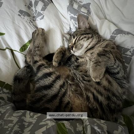 Photo 1/1 Arthur appelé Tutur Chat perdu à Lausanne