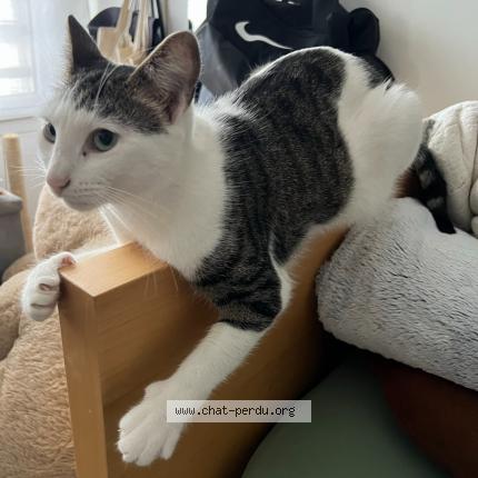 Photo 1/1 Neko Chat perdu à Meyrin