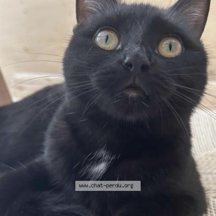 Photo 1/1 Mina Chat perdu à Montreal