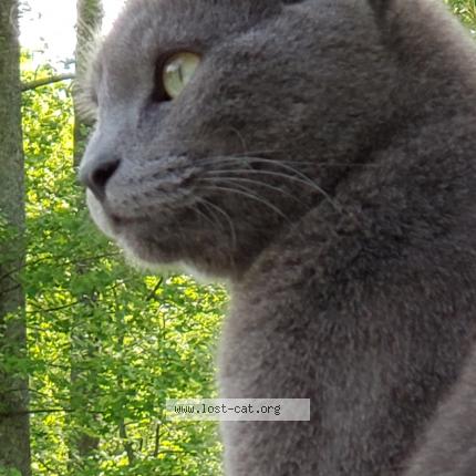 Photo 1/1 Tom Chat perdu à Marietta